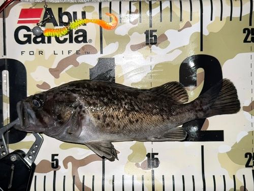クロソイの釣果
