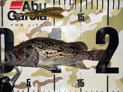 クロソイの釣果