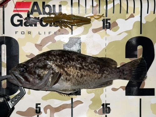 クロソイの釣果