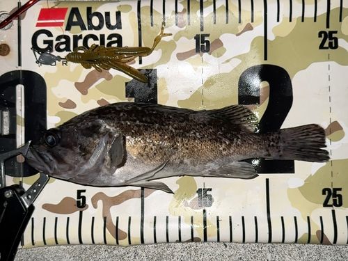クロソイの釣果