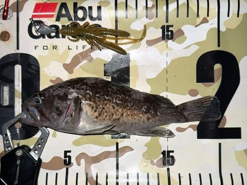クロソイの釣果