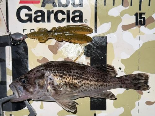 クロソイの釣果