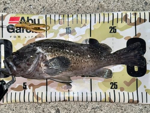クロソイの釣果