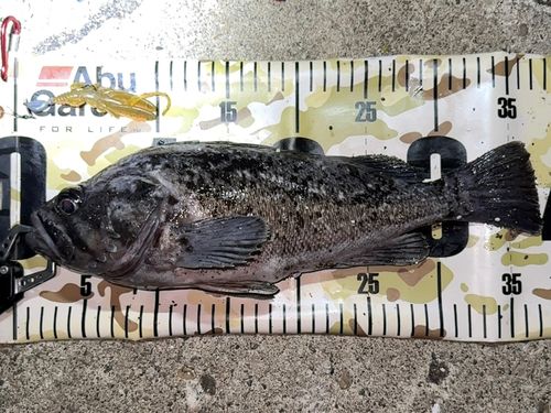 クロソイの釣果