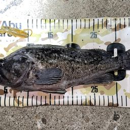 クロソイ