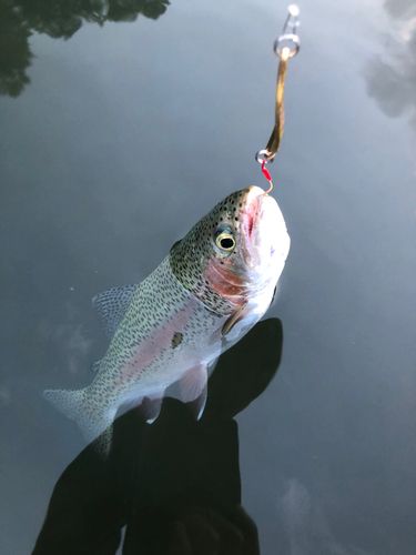 ニジマスの釣果