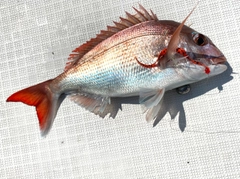 マダイの釣果