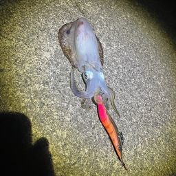 アオリイカ