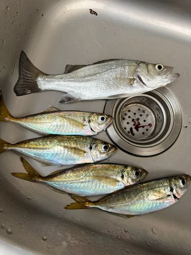 二宮海岸