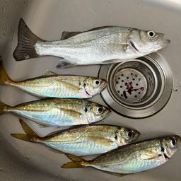 アジ
