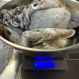 アオリイカ