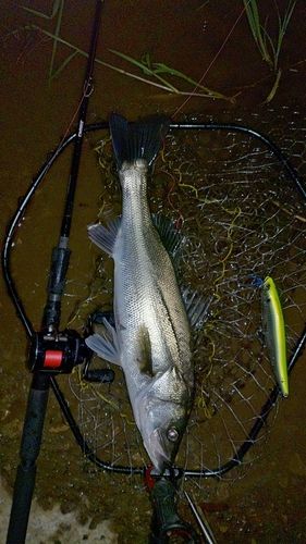 フッコ（マルスズキ）の釣果