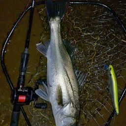 フッコ（マルスズキ）