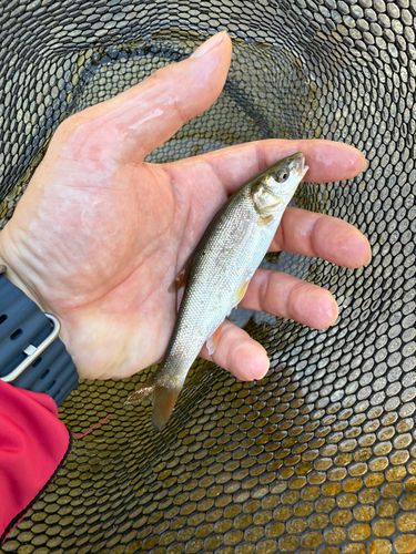 ウグイの釣果