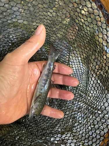 イワナの釣果