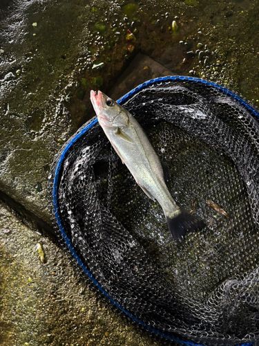 セイゴ（マルスズキ）の釣果