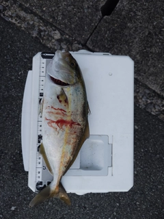 シオの釣果