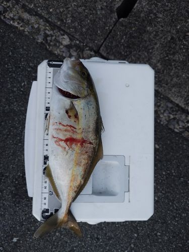 贄湾