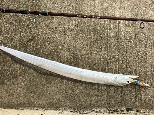 タチウオの釣果