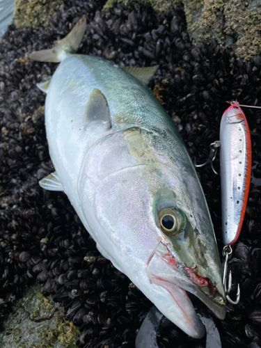 ワラサの釣果