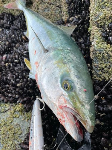 ワラサの釣果