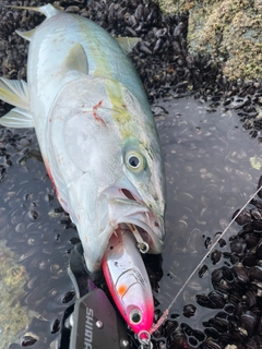 ワラサの釣果