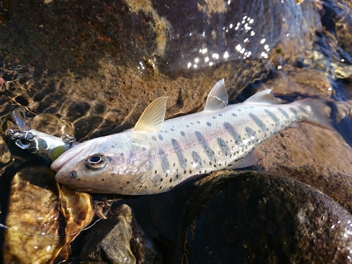 ヤマメの釣果