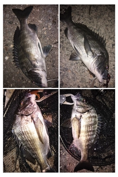 クロダイの釣果