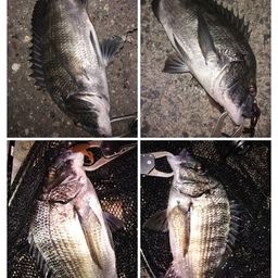 クロダイ