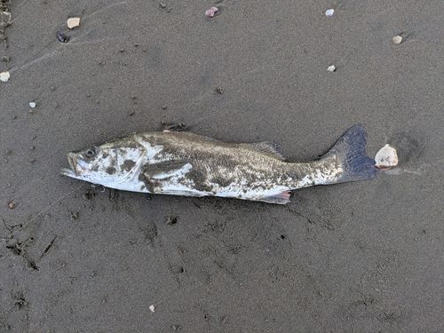 波崎海岸