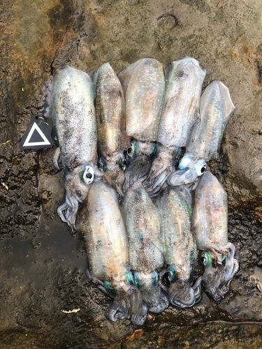 アオリイカの釣果