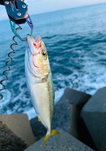 ワカシの釣果