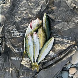 ワカシ