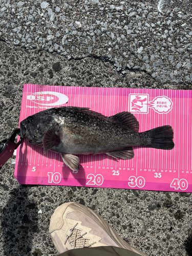 クロソイの釣果