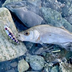 セイゴ（ヒラスズキ）