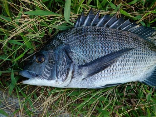 チヌの釣果