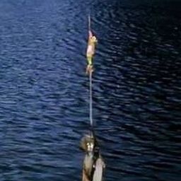 アオリイカ