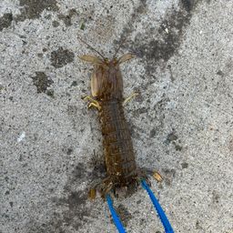 シャコ