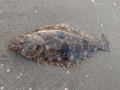 ヒラメの釣果