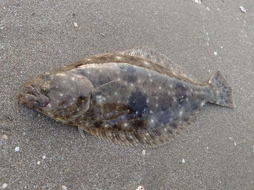 ヒラメの釣果