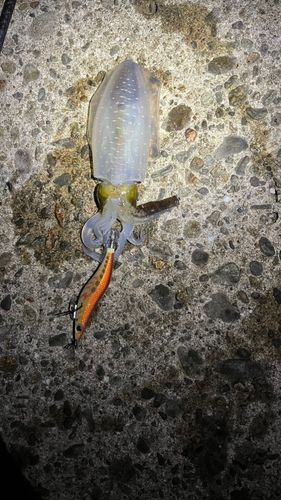 鼠ヶ関港
