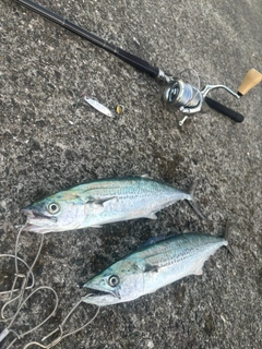 サゴシの釣果