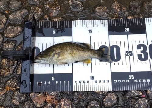 スモールマウスバスの釣果