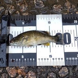 スモールマウスバス