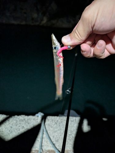 カマスの釣果