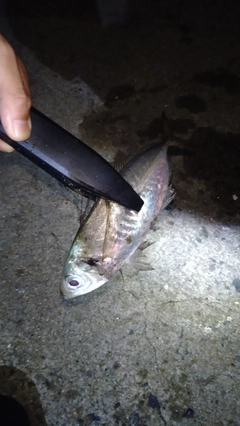 マアジの釣果