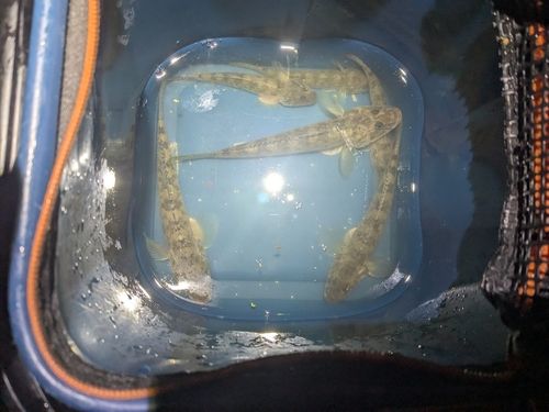 相馬沖
