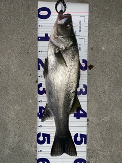 フッコ(ヒラスズキ)の釣果