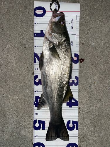 駿河湾