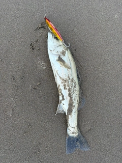フッコ（マルスズキ）の釣果